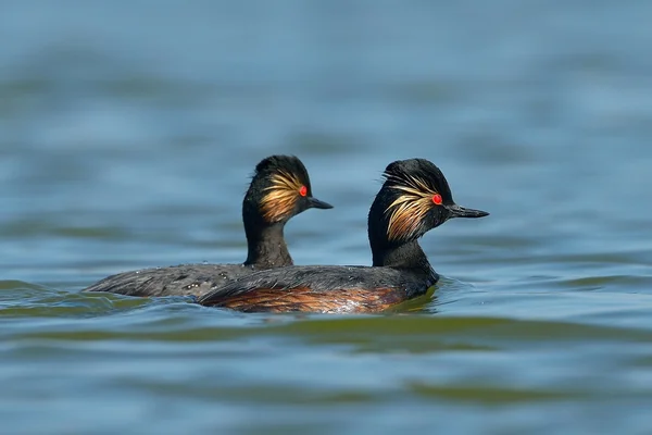 stock image Water birds on the lake (podiceps nigricollis)