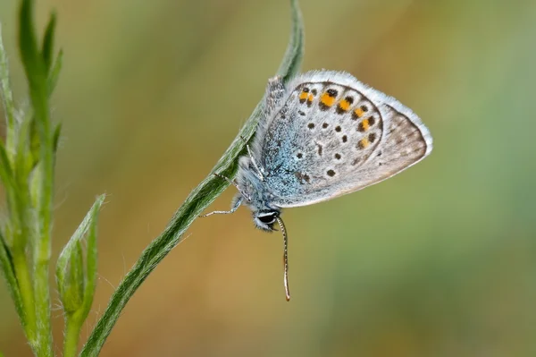 Farfalla all'aperto (polyommatus icarus) — Foto Stock