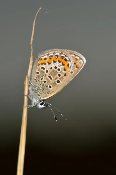 Vlinder buiten (polyommatus icarus) — Stockfoto
