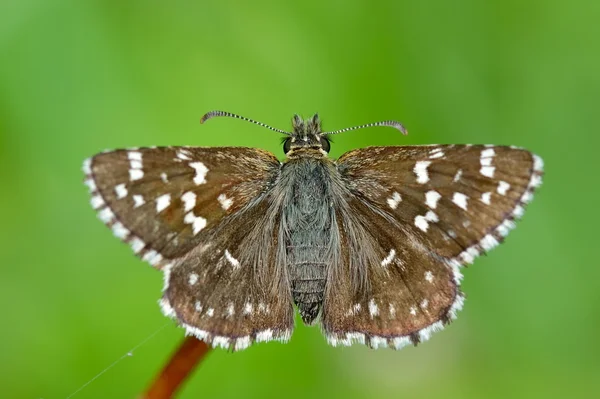 stock image Butterfly in natural habitat (pyrgus malvae)