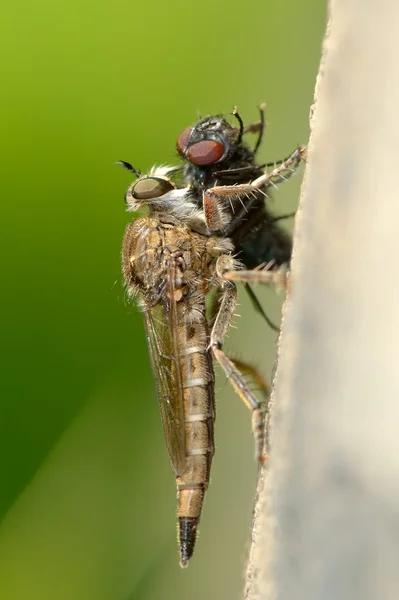 Розбійник fly їжі — стокове фото