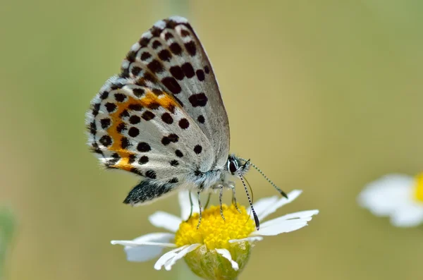 Fjäril i naturliga livsmiljöer (scolitantides orion) — Stockfoto