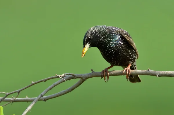 Pássaro estrelado colorido no ramo (sturnus vulgaris ) — Fotografia de Stock