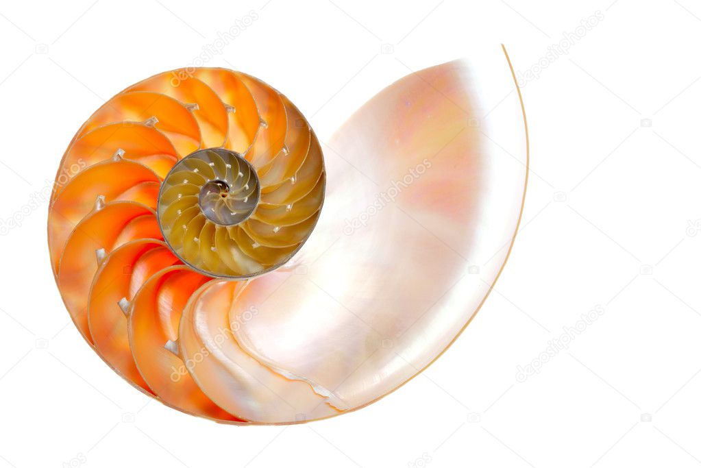 Nautilus shell isolated on white background