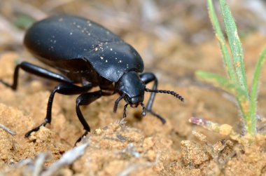 Darkling beetle on the sand clipart