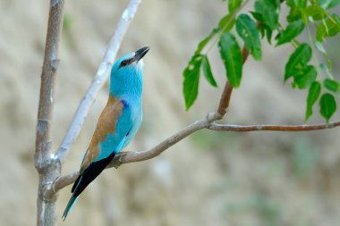 Avrupa silindir (coracias garrulus) açık