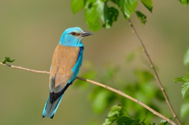 Avrupa silindir (coracias garrulus) açık