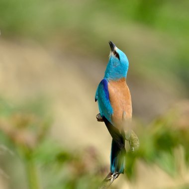 Avrupa silindir (coracias garrulus) açık