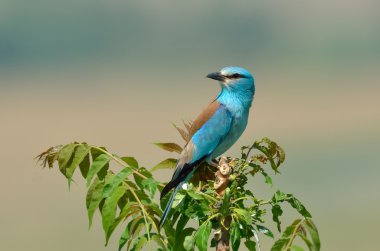 Avrupa silindir (coracias garrulus) açık