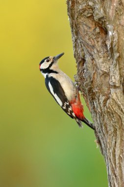 Ağaçkakan (Picoides Pubescens)