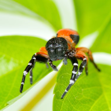 Kırmızı örümcek yaprak (eresus cinnaberinus Tarih)