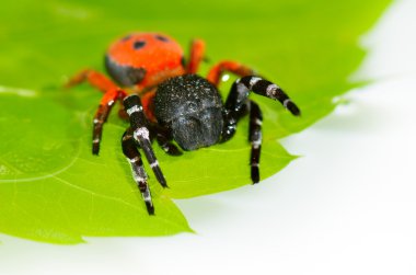 Kırmızı örümcek yaprak (eresus cinnaberinus Tarih)