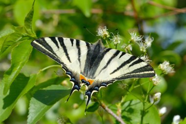 Butterfly in natural habitat (scarce swallowtail) clipart
