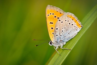 Kelebek açık (polyommatus icarus)