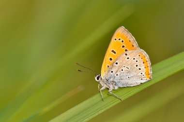 Kelebek açık (polyommatus icarus)