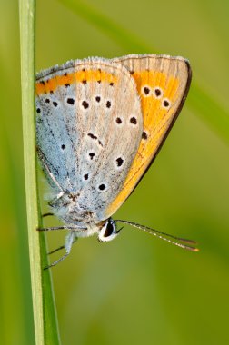 Kelebek açık (polyommatus icarus)