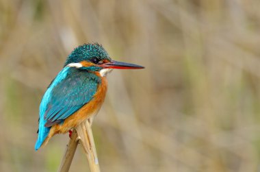 Kingfisher (alcedo atthis) clipart