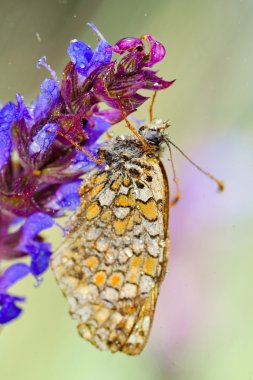 Doğal yaşam (melitaea phoebe kelebek)