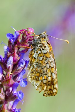 Doğal yaşam (melitaea phoebe kelebek)