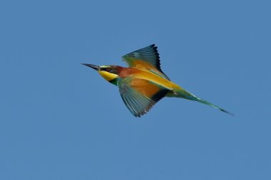 Avrupa arı kuşugiller (arı kuşu Apiaster) açık