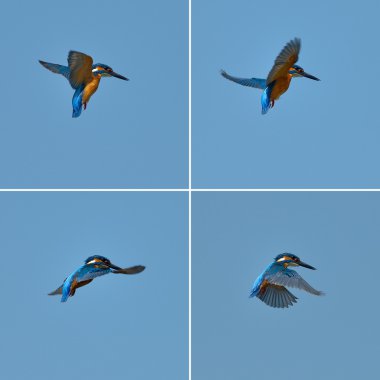 Kingfisher uçuş (alcedo şuna)