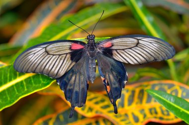 Doğal yaşam alanı (papilio memnon agenor egzotik kelebek)