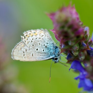 Kelebek doğal ortamlarında (plebejus argus)