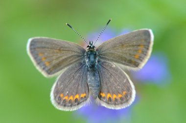 Kelebek doğal ortamlarında (plebejus argus)