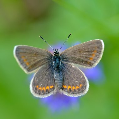 Kelebek doğal ortamlarında (plebejus argus)