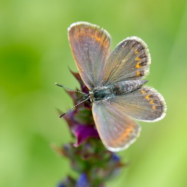 Kelebek doğal ortamlarında (plebejus argus)