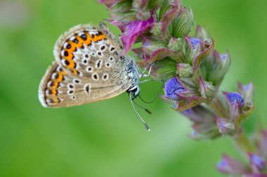 Kelebek doğal ortamlarında (plebejus argus)