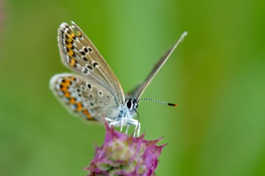 Kelebek doğal ortamlarında (plebejus argus)