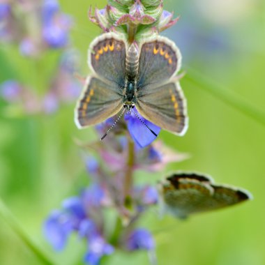 Kelebek doğal ortamlarında (plebejus argus)