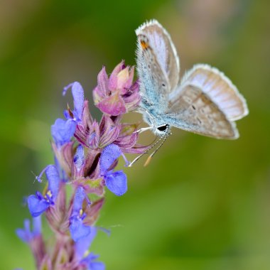 Kelebek doğal ortamlarında (plebejus argus)