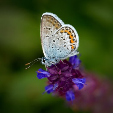 Kelebek doğal ortamlarında (plebejus argus)