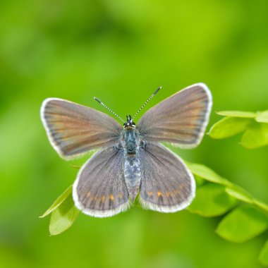 Kelebek doğal ortamlarında (plebejus argus)