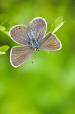 Kelebek doğal ortamlarında (plebejus argus)