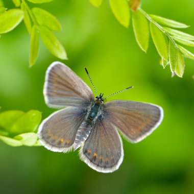 Kelebek doğal ortamlarında (plebejus argus)