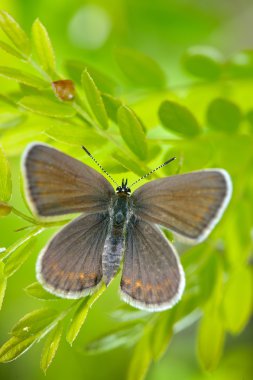 Kelebek doğal ortamlarında (plebejus argus)