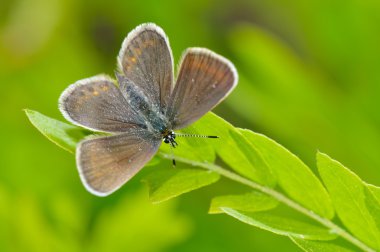 Kelebek doğal ortamlarında (plebejus argus)