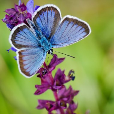 Kelebek doğal ortamlarında (plebejus argus)