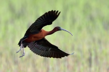 Parlak Ibis (Plegadis falcinellus)