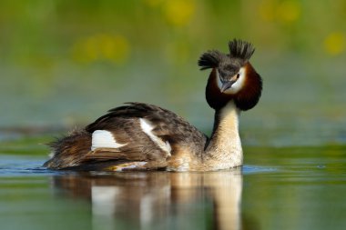 Water bird on the lake (podiceps cristatus) clipart