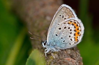 Doğal yaşam alanı (polyommatus plebejus kelebek)