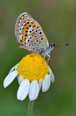 Doğal yaşam alanı (polyommatus plebejus kelebek)