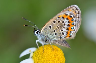 Doğal yaşam alanı (polyommatus plebejus kelebek)