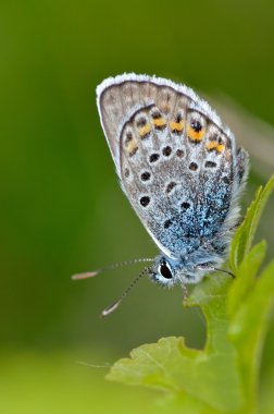 Doğal yaşam alanı (polyommatus plebejus kelebek)