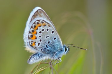 Doğal yaşam alanı (polyommatus plebejus kelebek)