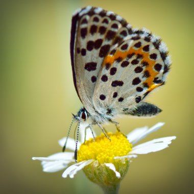 Doğal yaşam alanı (polyommatus plebejus kelebek)