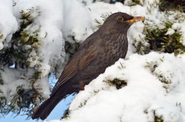 Doğal ortamlarında (turdus merula karatavuk)